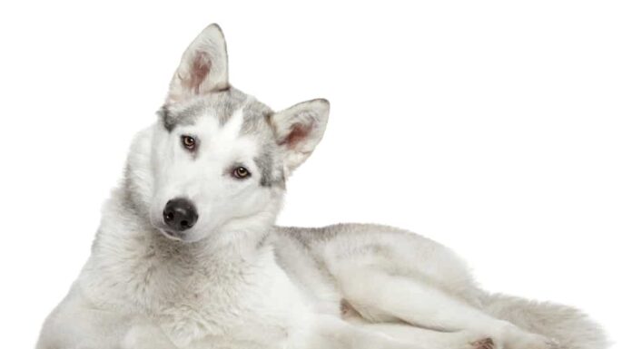 Husky siberiano su sfondo bianco