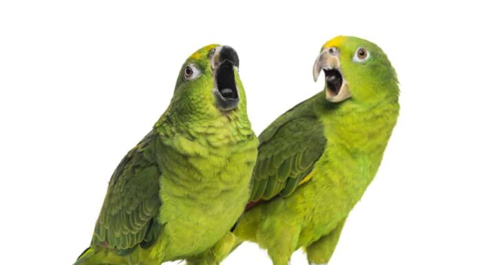 Panama e Amazzonia dalla corona gialla isolati