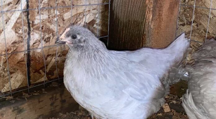Pullet di lavanda Orpington