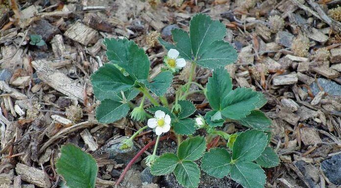 Pianta rampicante di fragole in pacciame