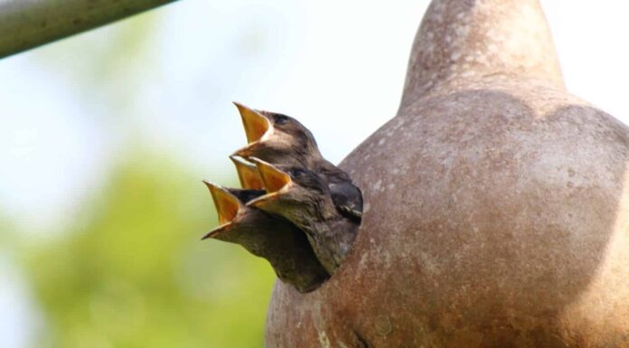 FAMIGLIA MARTIN VIOLA