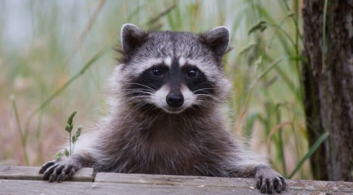 Misteriosi animali grigi - Procione