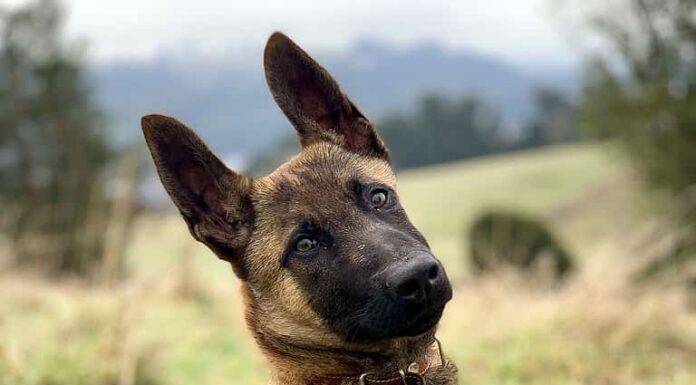 Cucciolo maschio belga di malinois