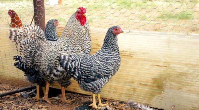 Spettacolo Hertiage di razza pura Dominique Gallo e gallina