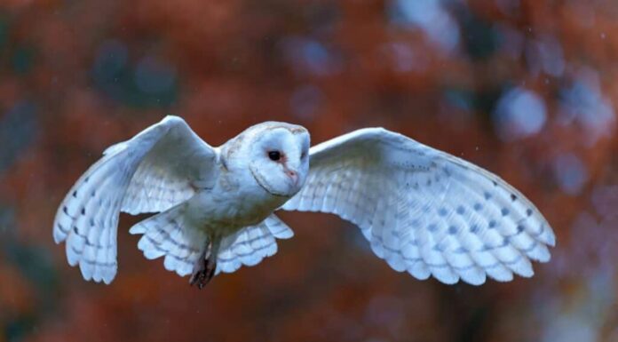 Barbagianni (Tyto alba) volare in un frutteto di mele con colori autunnali sullo sfondo nel Brabante Settentrionale nei Paesi Bassi
