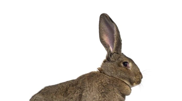 Vista laterale di un coniglio gigante fiammingo isolato su bianco