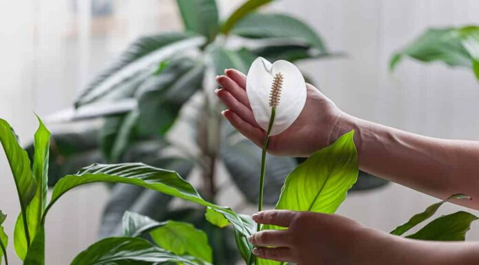 Una pianta di Spathiphyllum Wallisii o giglio di pace che viene delicatamente toccata dalle mani
