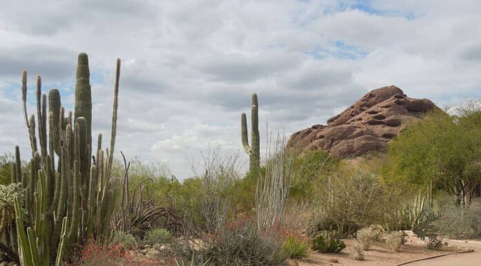 Giardino botanico del deserto