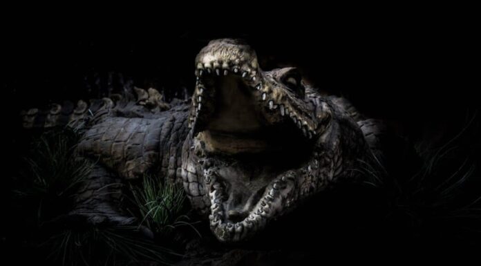 Rappresentazione 3D del coccodrillo