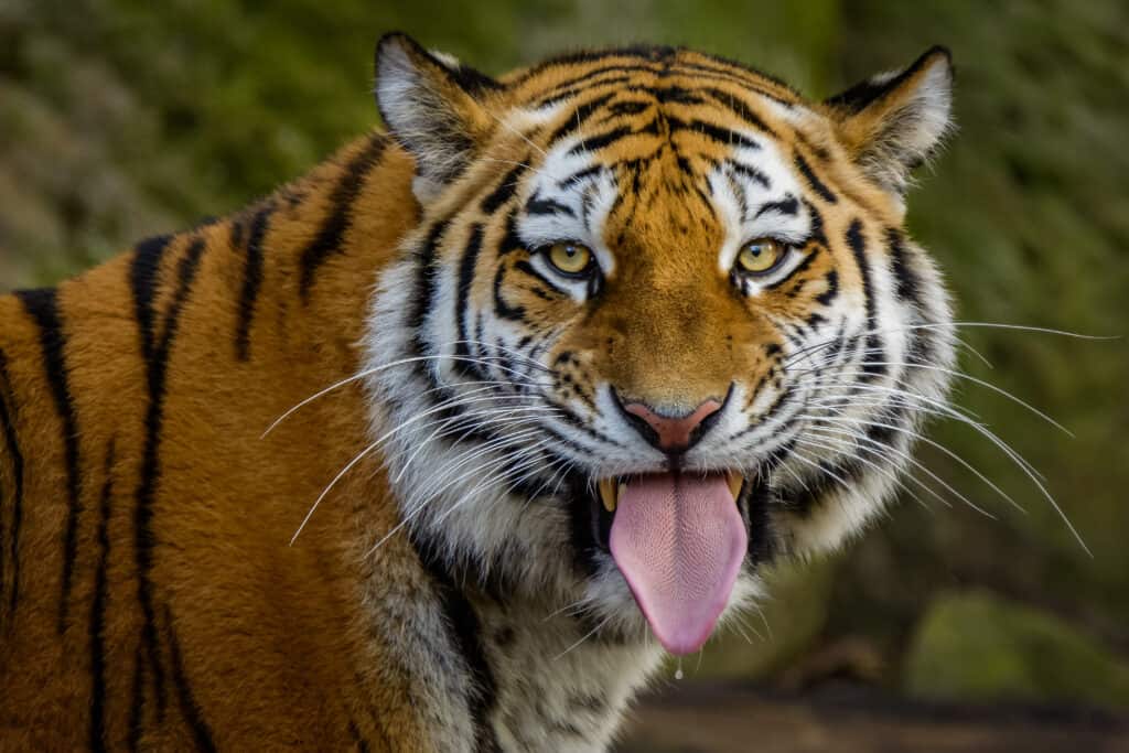 Tigre siberiana con la lingua fuori