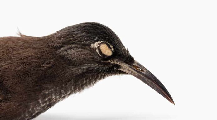 Kaua'i ʻŌʻō o Moho braccatus