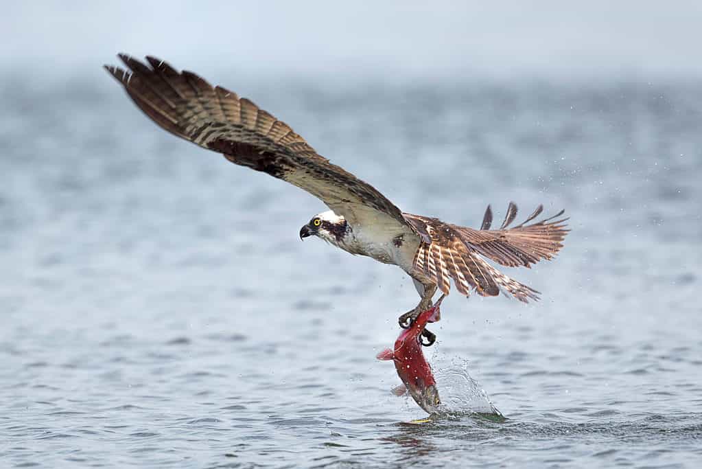 Un falco pescatore vola via con un salmone kokanee