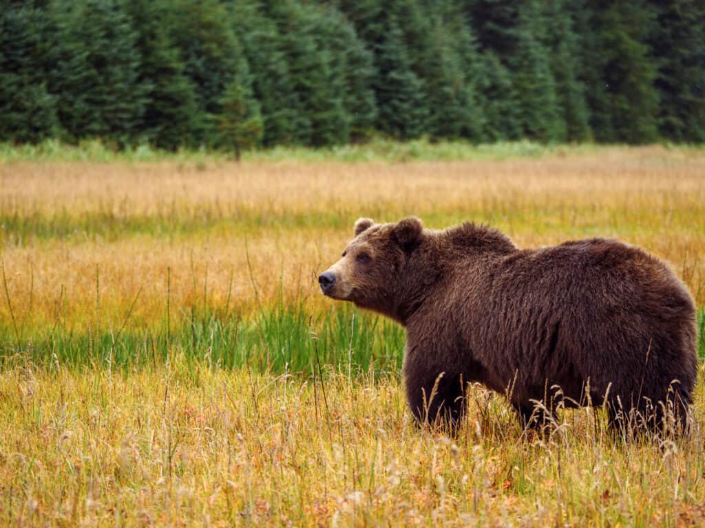 Orso grizzly in Alaska