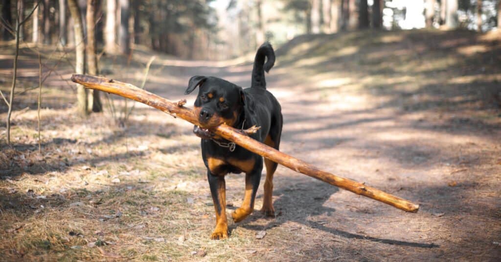 Rottweiler che porta in bocca un grosso ramo d'albero