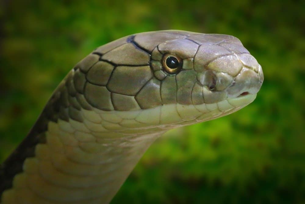 Il re Cobra, Ophiophagus hannah.  Ritratto del serpente velenoso più lungo del mondo.