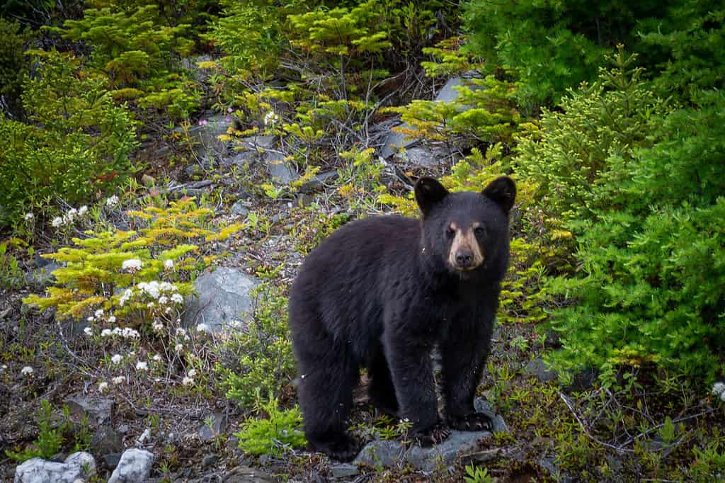 Un singolo cucciolo di orso nero selvatico cerca cibo lungo una collina ribaltando rocce tra giovani alberi sempreverdi.  Il giovane orso ha solo un paio di mesi.  Ci sono mosche sul pelo e sul viso.