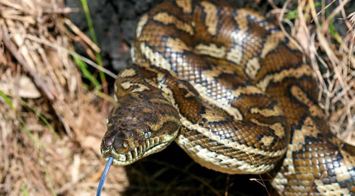 Primo piano del pitone tappeto con la lingua fuori