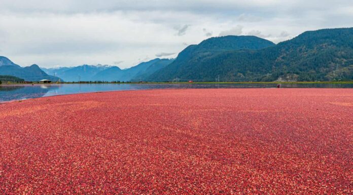 Una vista mozzafiato del processo di raccolta dei mirtilli rossi, mirtilli galleggianti nell'acqua