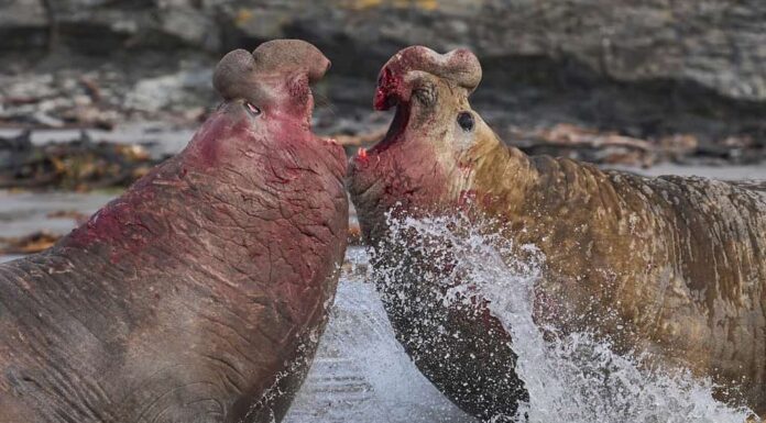 L'elefante marino del sud (Mirounga leonina) combatte con un rivale per il controllo di un grande harem di femmine durante la stagione riproduttiva sull'isola dei leoni marini nelle Isole Falkland.