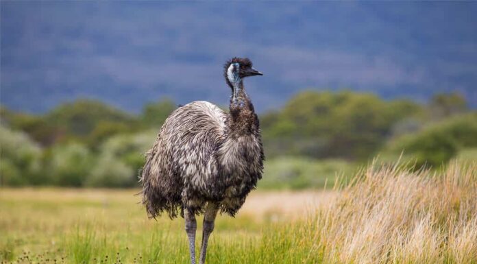 Emù in Australia