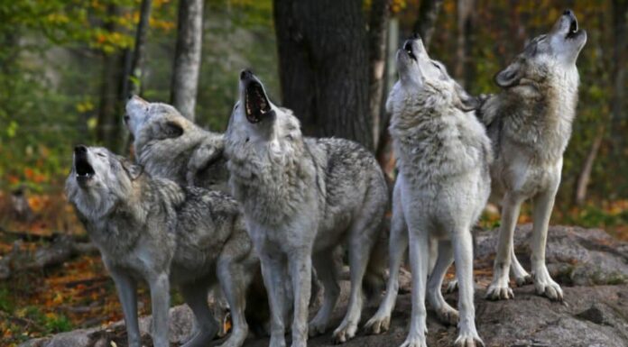 branco di lupi che ulula nel bosco