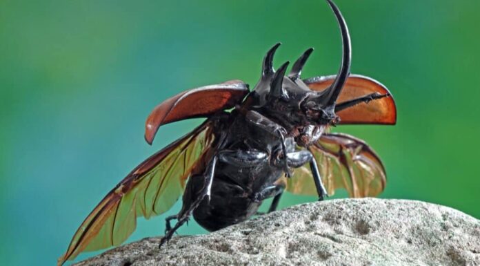 Scarafaggio contro scarabeo - Scarabeo rinoceronte