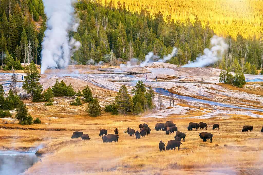 Un paesaggio al tramonto presso l'Upper Geyser Basin nel Parco Nazionale di Yellowstone, dove il vapore sale dalle bocche dei geyser e dalle sorgenti termali vicino a una foresta di pini lodgepole e una mandria di bisonti al pascolo.