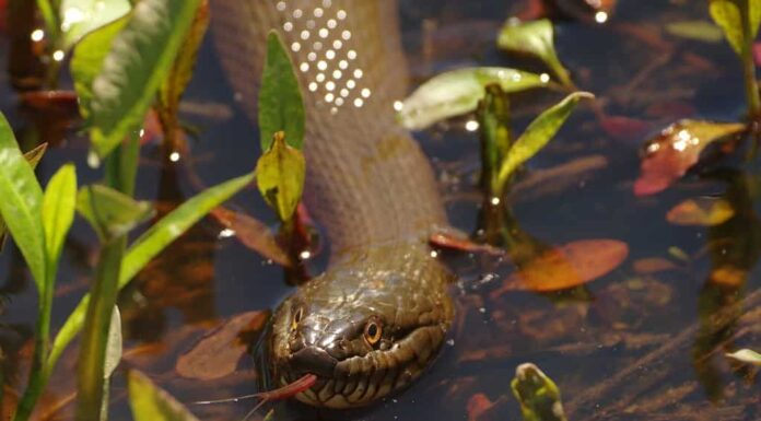 Un serpente d'acqua settentrionale (Nerodia sipedon) nuota in uno stagno palustre a Huntley Meadows Park ad Alexandria, in Virginia.