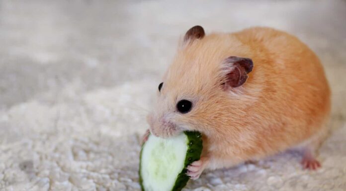 un criceto mangia un cetriolo