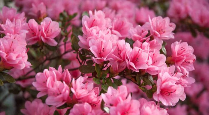 Azalea pianta fiorita fioritura Wilmington North Carolina.  Festa dell'azalea.