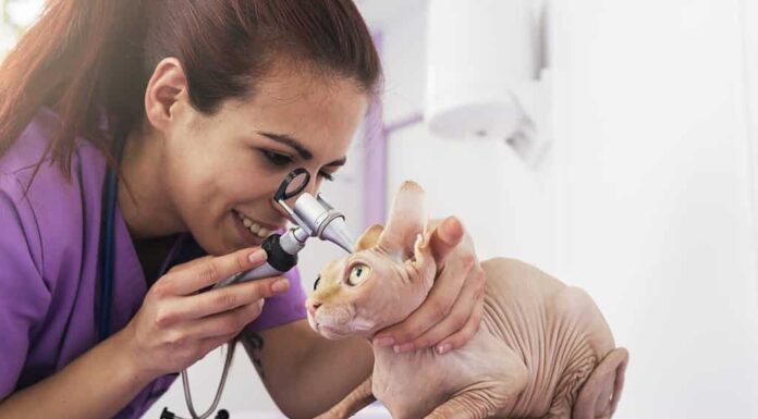 Il medico veterinario sta facendo un controllo di un bel gatto carino.  Concetto veterinario.