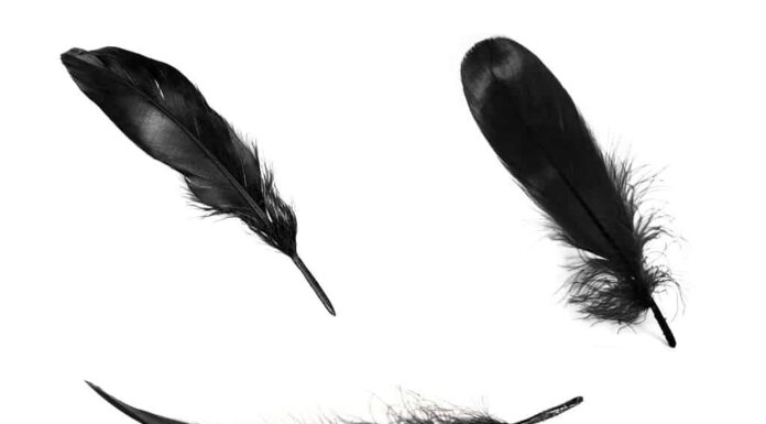 Piume nere su sfondo bianco.