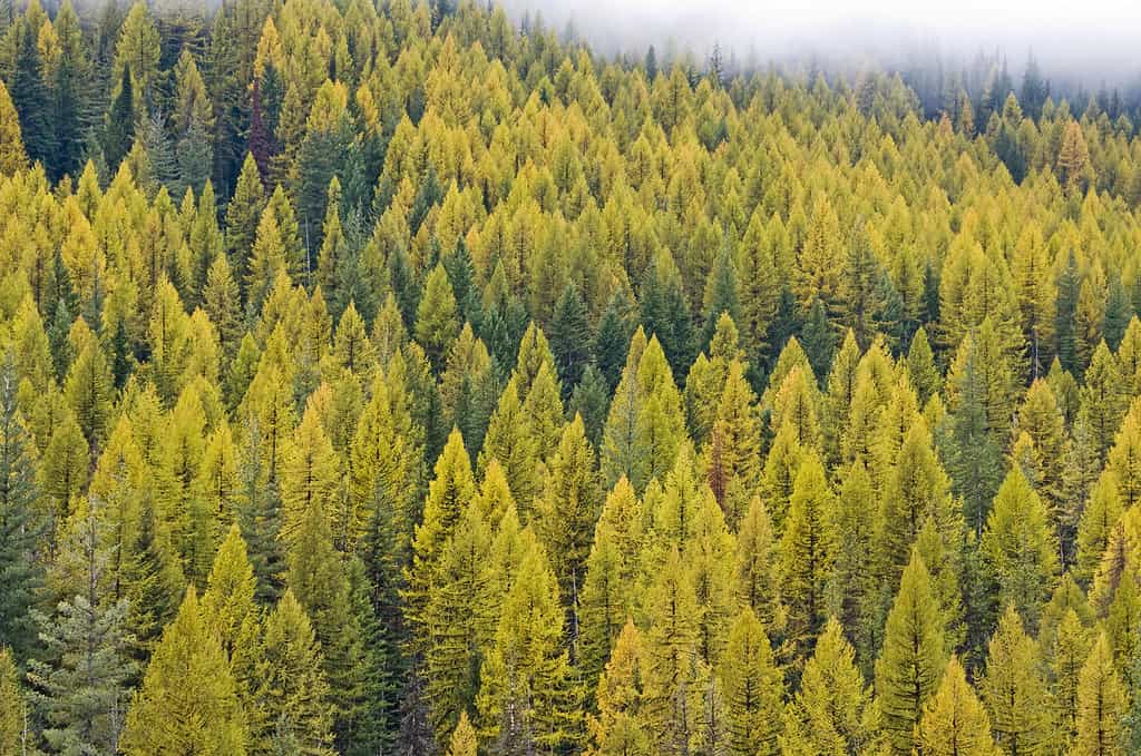 Bosco di larici in autunno