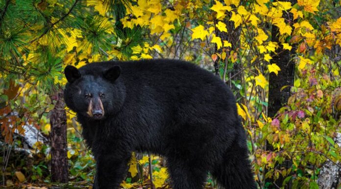 Orso nero (Ursus americanus)