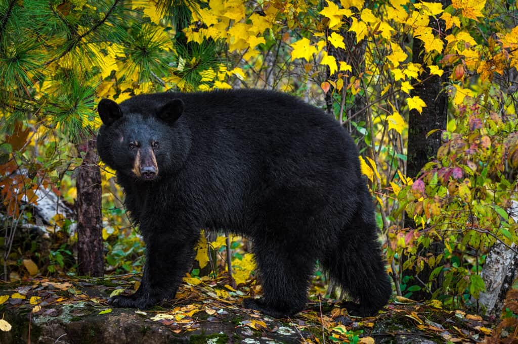 Orso nero (Ursus americanus)