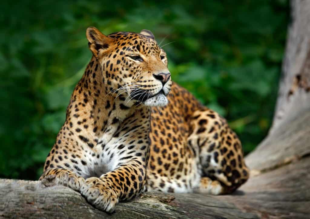 leopardo su un albero