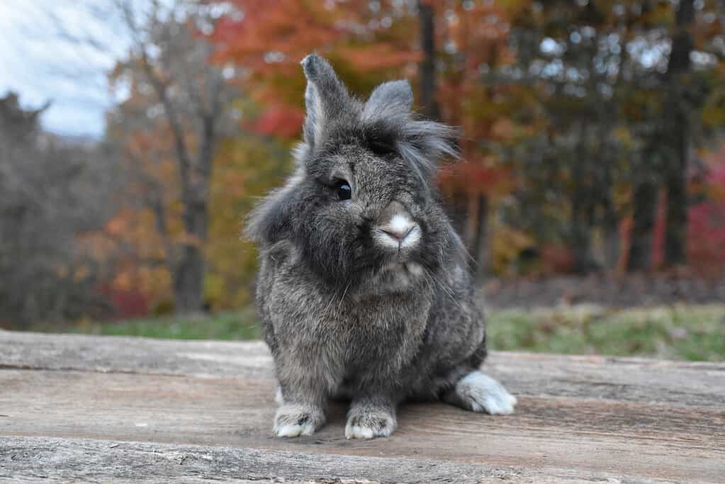 Lionhead Rabbit: guida al temperamento, alla dieta e alla cura