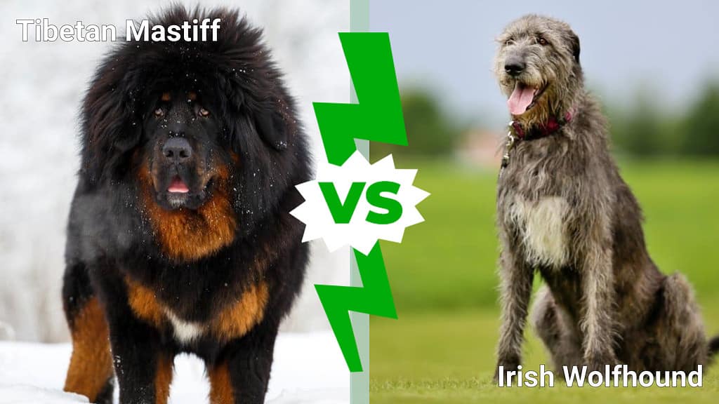 Mastino tibetano contro Irish Wolfhound: spiegate 4 differenze chiave