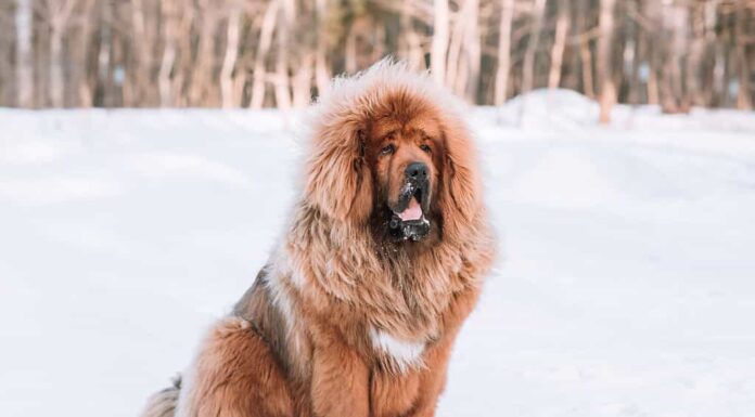 Cucciolo di mastino tibetano 9 mesi.  Il cane è seduto sulla neve nella foresta.  Mastino tibetano in inverno.