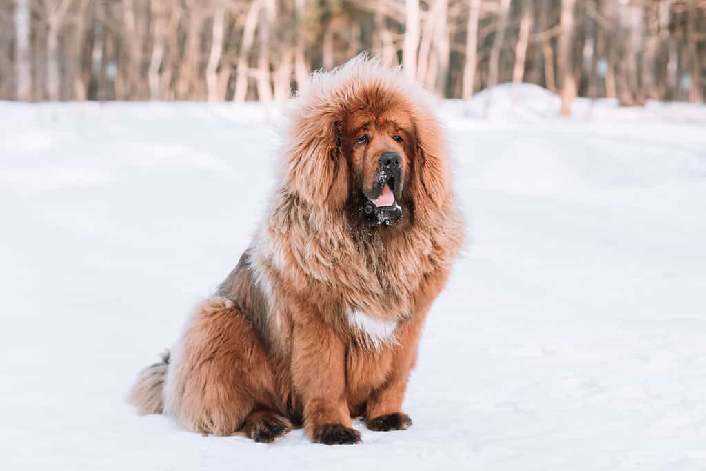 Cucciolo di mastino tibetano 9 mesi.  Il cane è seduto sulla neve nella foresta.  Mastino tibetano in inverno.