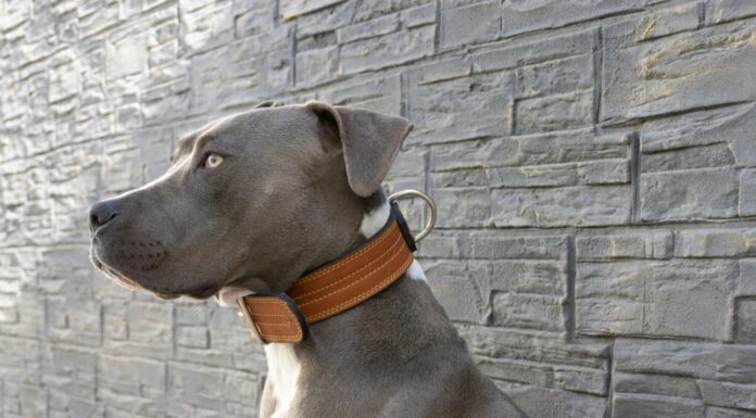 pitbull terrier americano