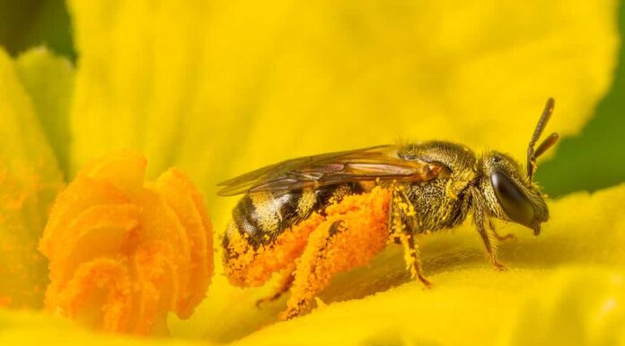 Chiuda in su dell'ape e del polline