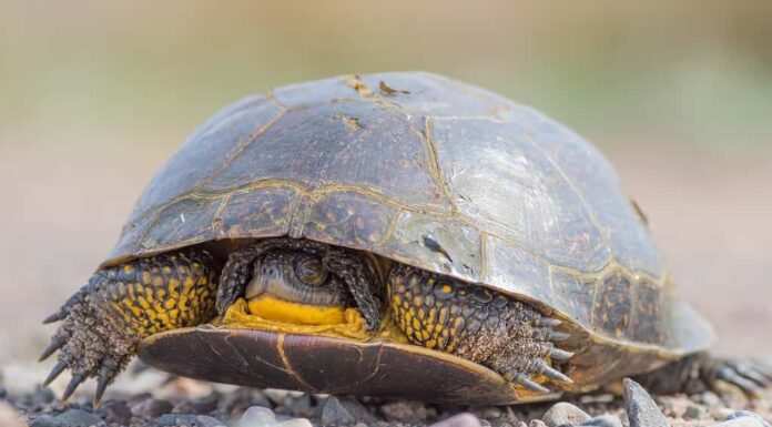 Tartaruga di Blanding su una strada rurale sterrata nella Fish Lake Wildlife Area nel Wisconsin settentrionale