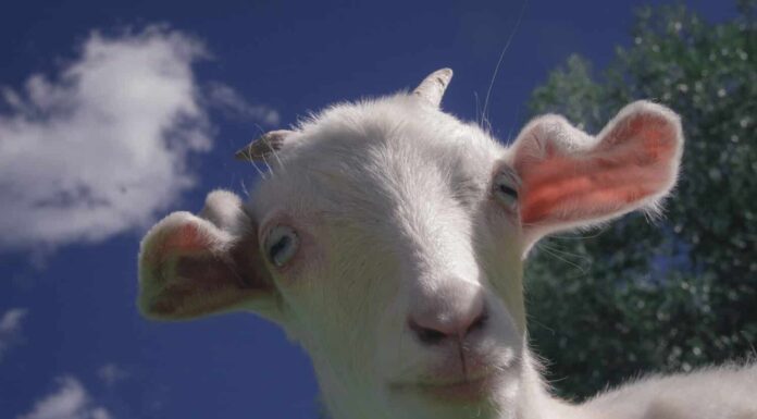 Capra bianca miotonica con occhi azzurri con espressioni curiose