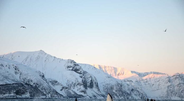 Bellissima orca che salta nei fiordi norvegesi.