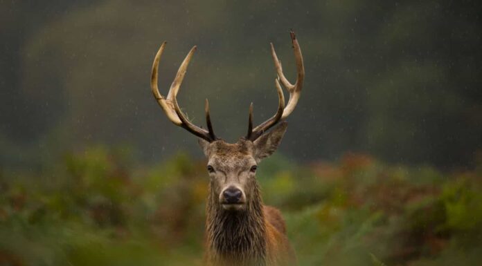 Un giovane cervo rosso.