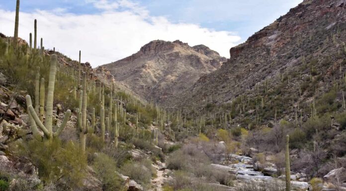Bear Canyon Trail nella foresta nazionale di Coronado, all'interno delle montagne di Santa Catalina.
