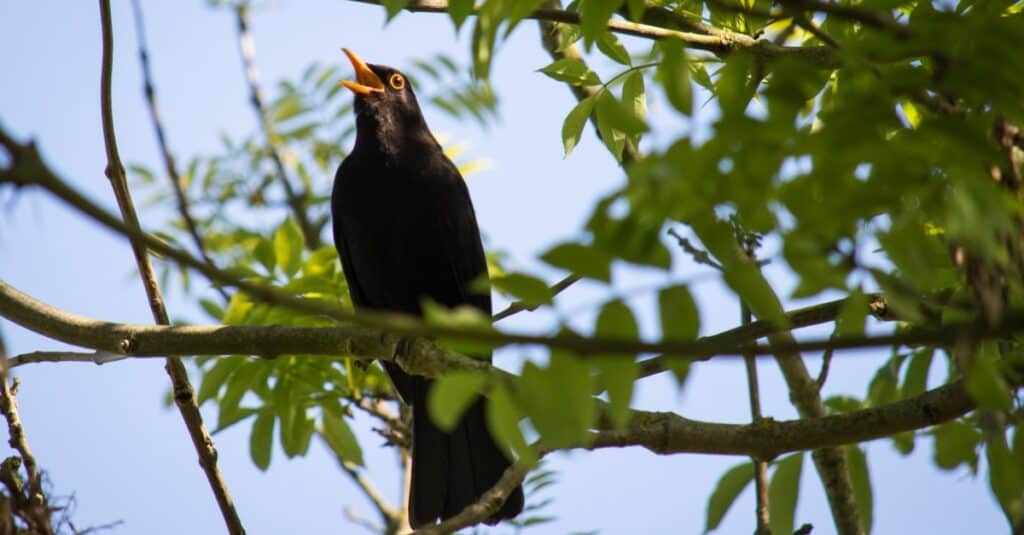merlo che canta su un albero