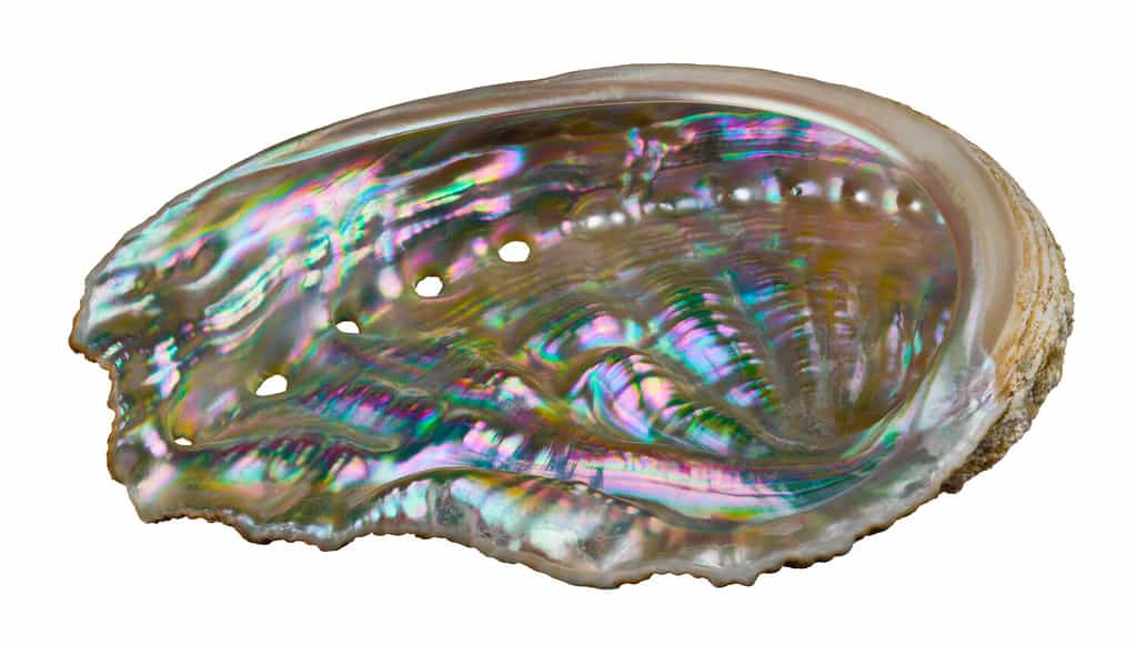 Madreperla lucida all'interno di abalone di lumaca di mare isolata su sfondo bianco.  Haliotis.  Conchiglia di mollusco gasteropode marino.  Pori respiratori in madreperla iridescente pastello della superficie interna del guscio dell'orecchio.