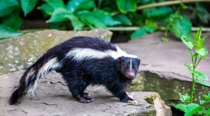 Puzzola, Paesi Bassi, Animale, Close-up, Immagine a colori